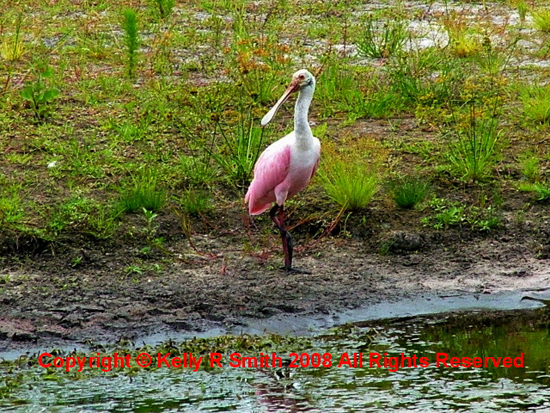 A Roseate Spoonbill in Texas wetlands; photo courtesy Kelly Smith